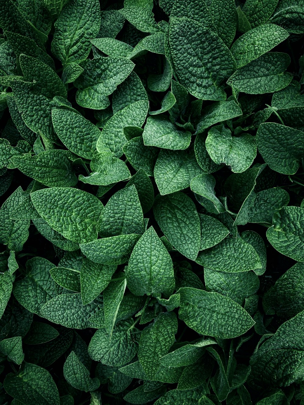 a bunch of green leaves that are close together