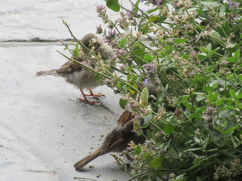 a couple of small birds standing next to a bush
