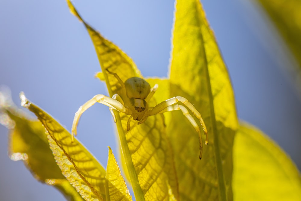 a close up of a yellow spider on a green leaf