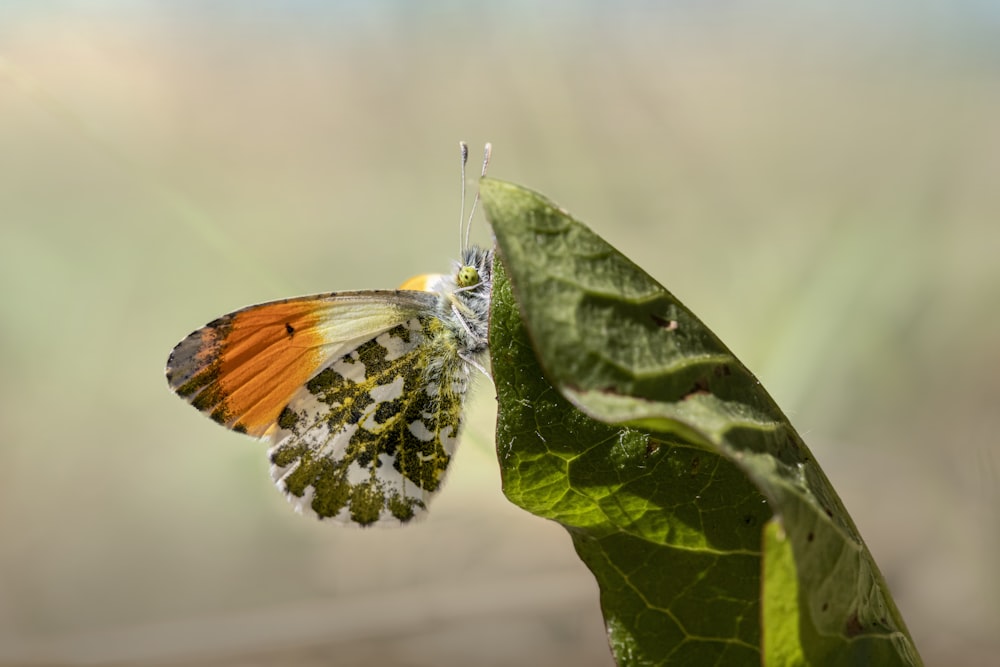 um close up de uma borboleta em uma folha