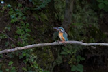 A close-up of a vibrant kingfisher perched on a mossy branch by a forest stream.