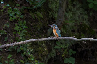A close-up of a vibrant kingfisher perched by a forest stream in Goa.