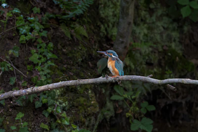 A close-up of a vibrant kingfisher perched by a forest stream in Goa.