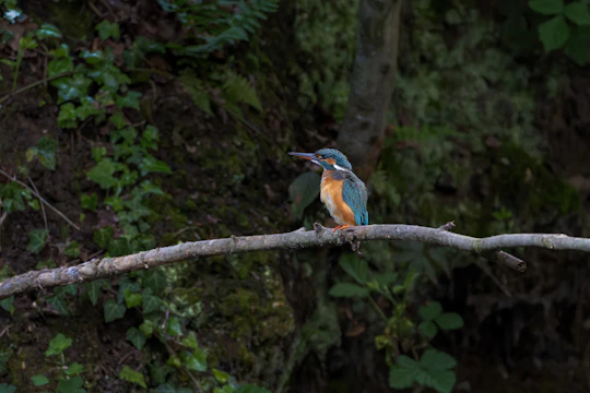 A close-up of a vibrant kingfisher perched by a flowing stream in Goa’s forests.
