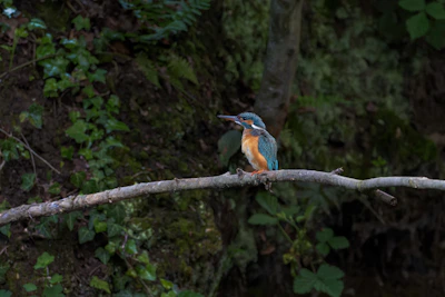 A close-up of a vibrant kingfisher perched on a branch over the jungle river.