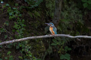A close-up of a vibrant kingfisher perched on a mossy branch by a forest stream.