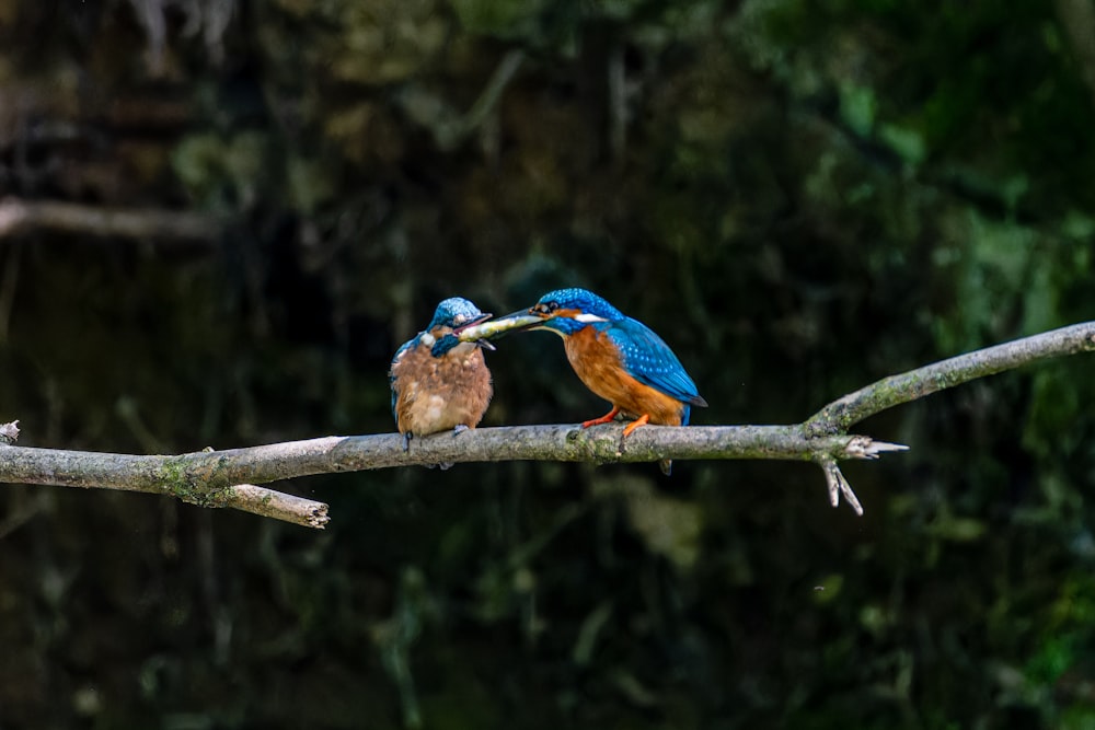 a couple of birds sitting on top of a tree branch