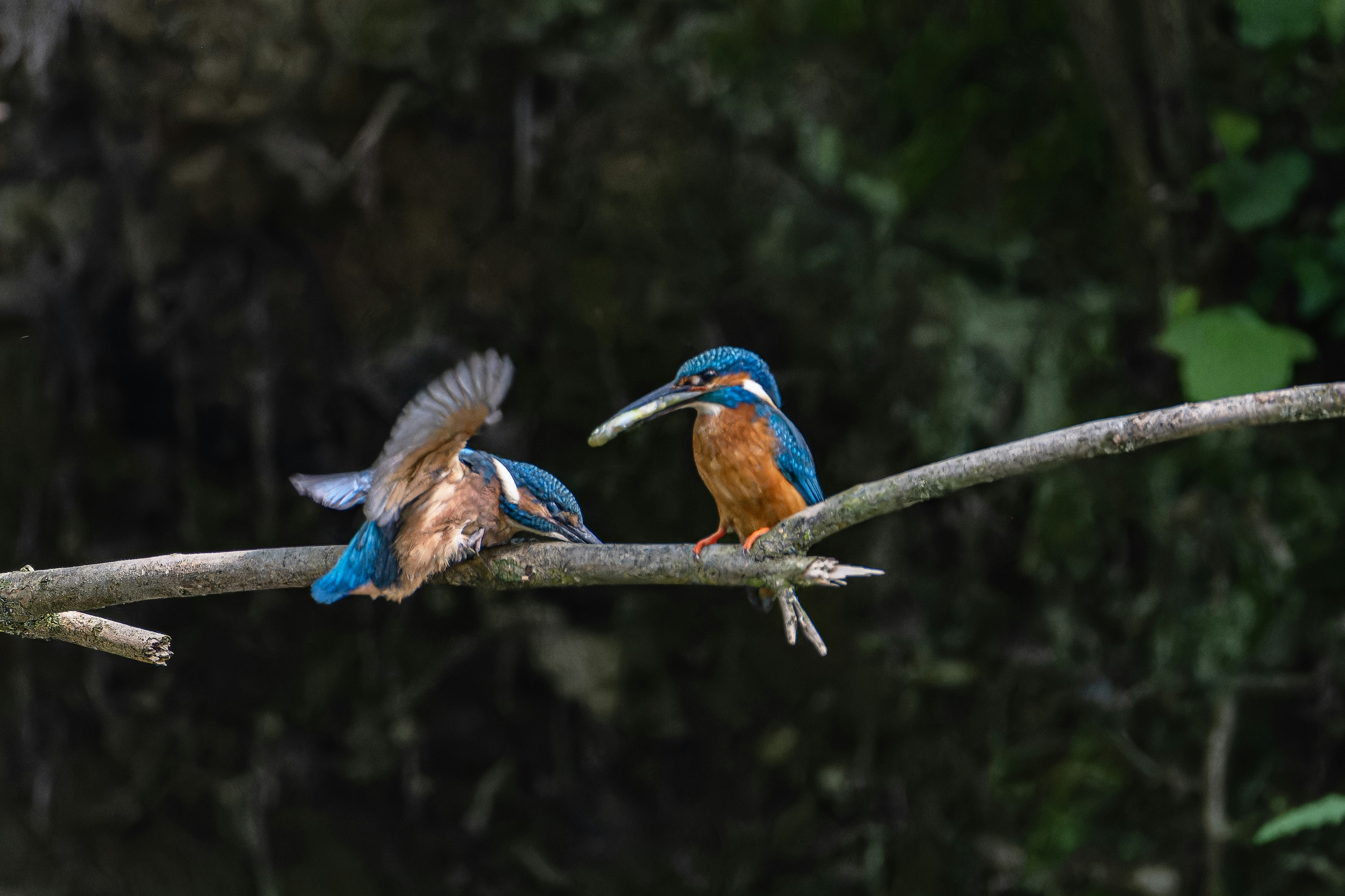 Photo by siegfriedpoepperl