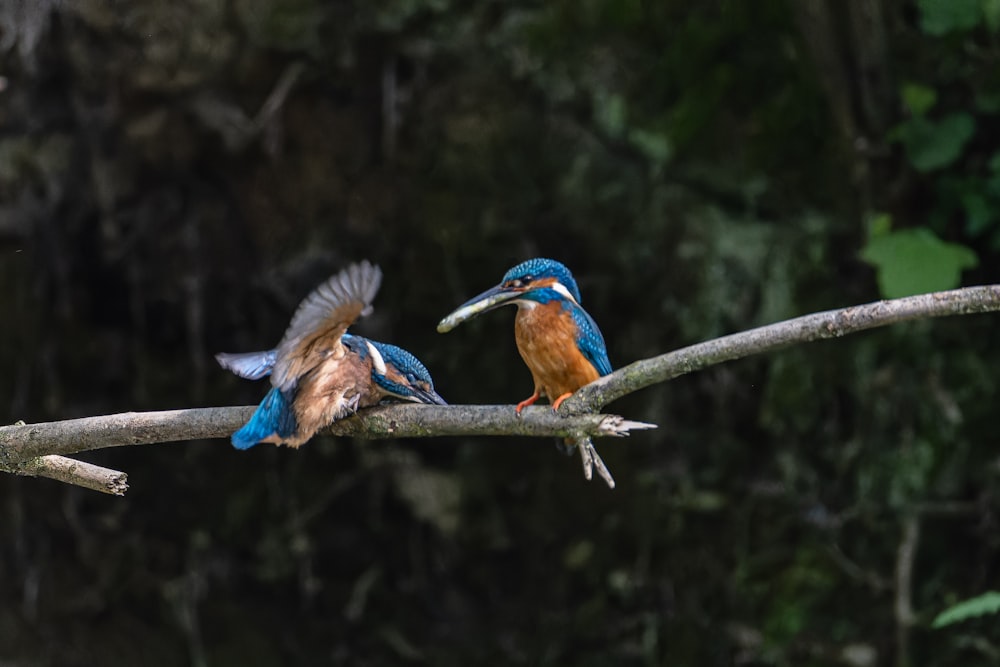 a couple of birds sitting on top of a tree branch