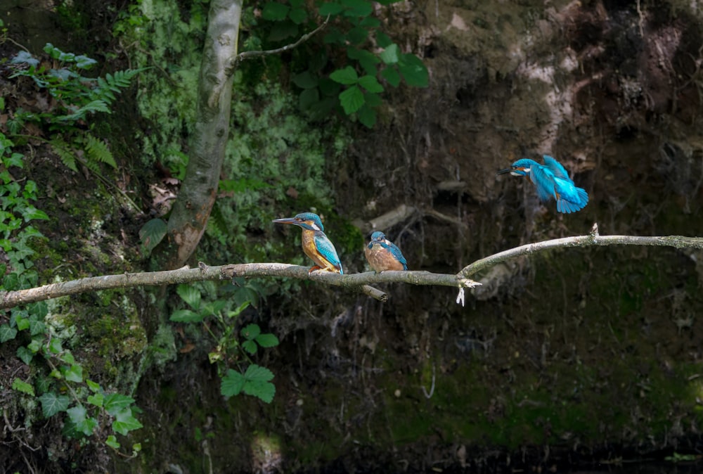 a group of birds sitting on a tree branch