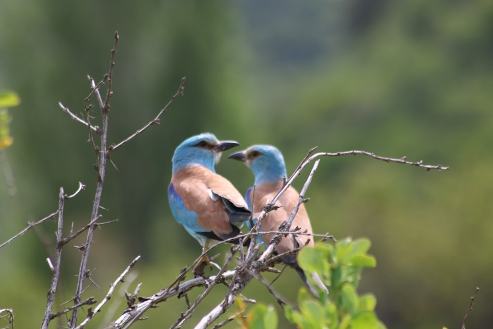 um par de pássaros sentados em cima de um galho de árvore