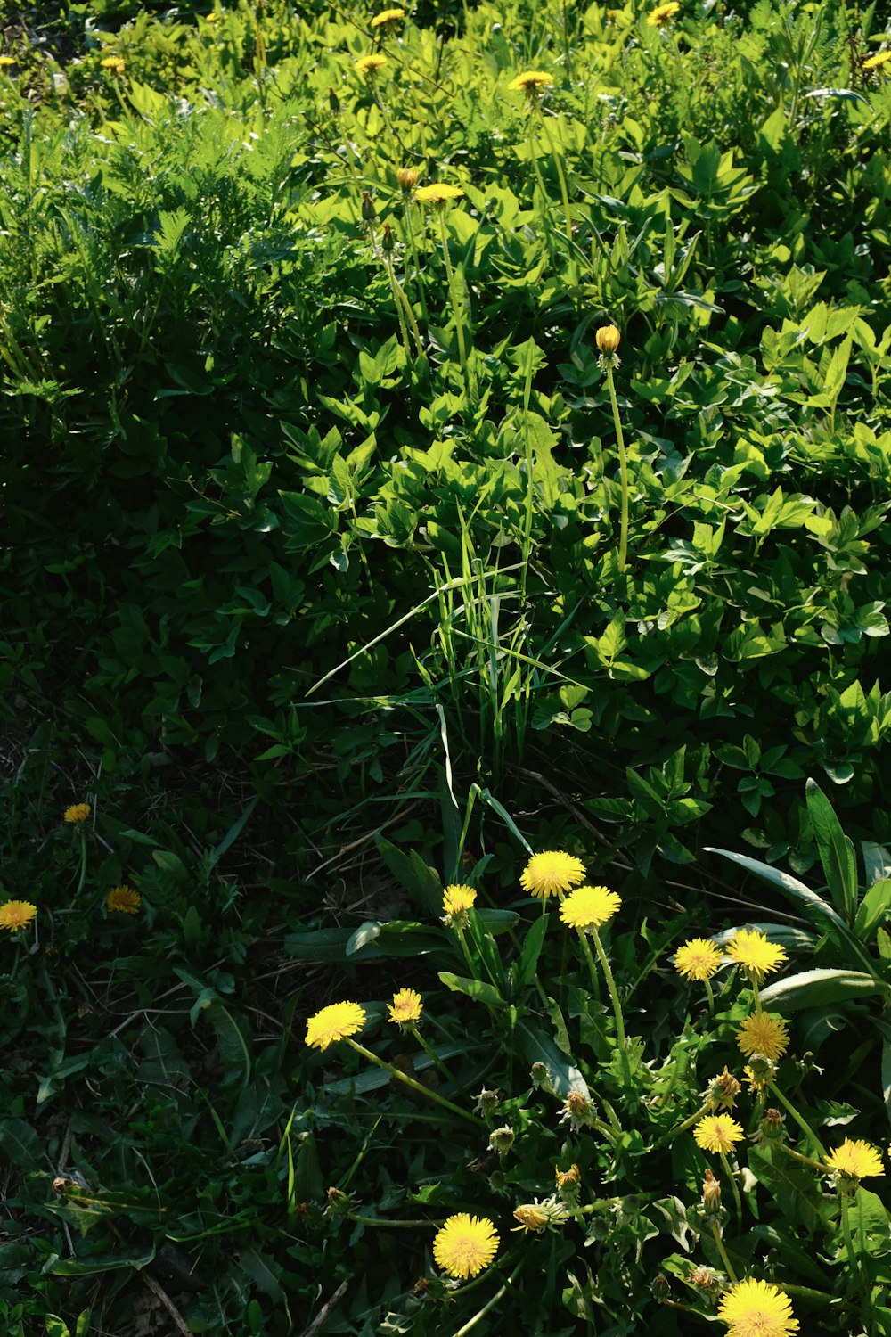 a bunch of flowers that are in the grass