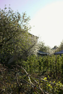 A gardener tending to lush green plants in a residential garden under bright sunlight.