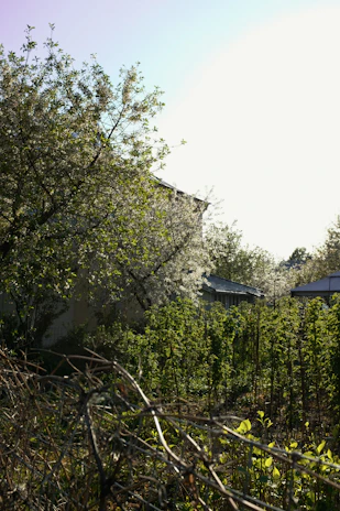 A gardener tending to lush green plants in a residential garden under bright sunlight.