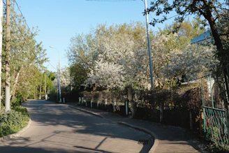 A peaceful tree-lined street in the neighborhood, blending rural charm with suburban homes under a clear blue sky.