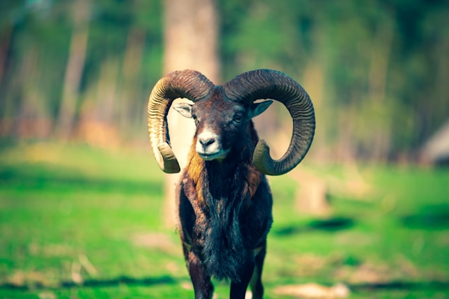 A ram with large, curved horns stands confidently in a green meadow. The background shows blurred trees under a clear blue sky, creating a serene natural setting.