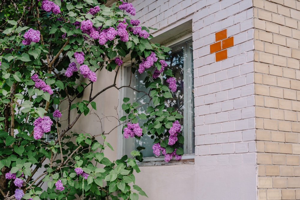 purple flowers growing on the side of a brick building