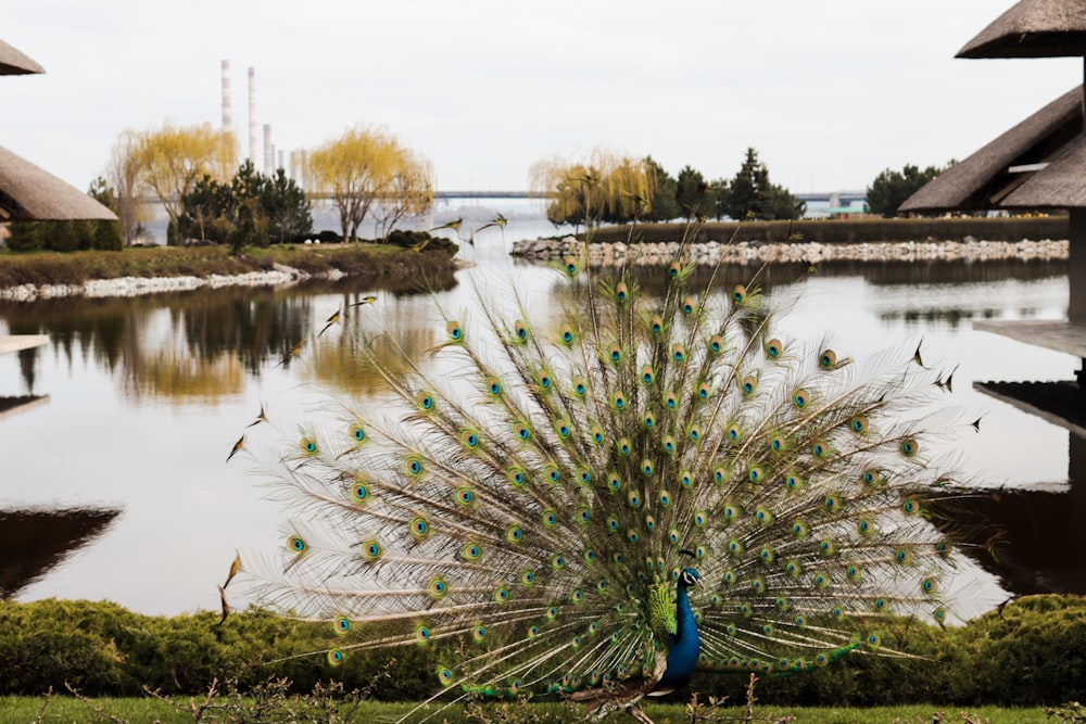a peacock standing in front of a body of water