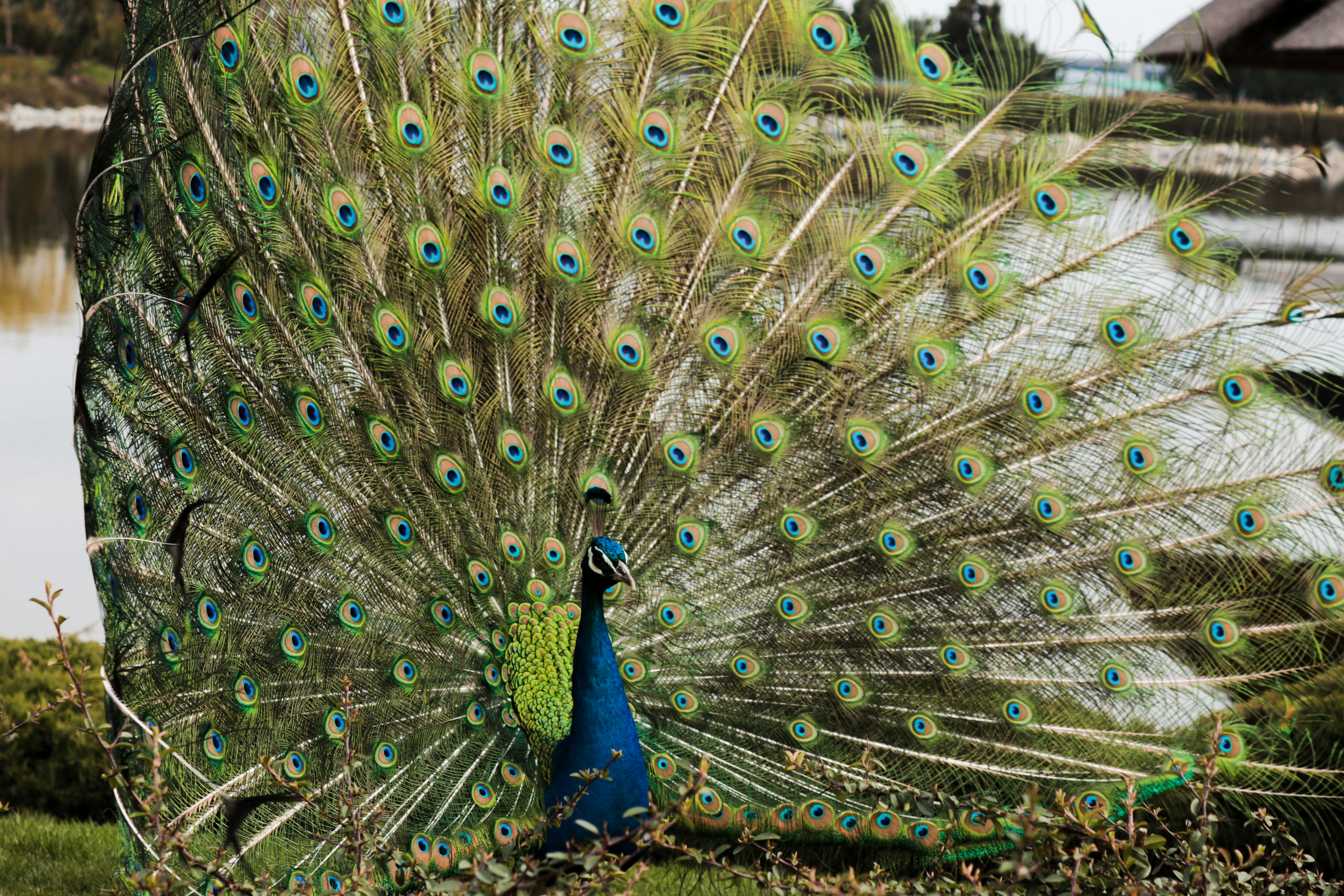 Blue peacock