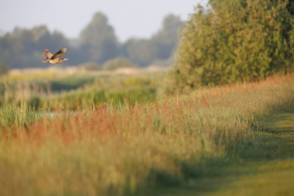 a bird flying over a lush green field