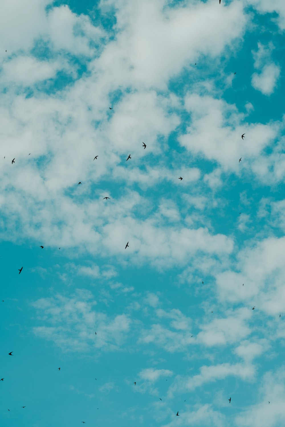 a flock of birds flying through a cloudy blue sky