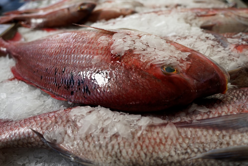 a bunch of fish that are on some ice