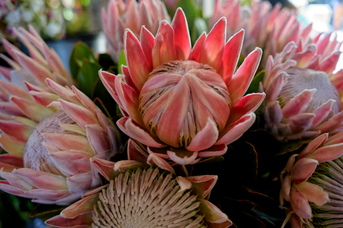 durban flowers - proteas in bloom