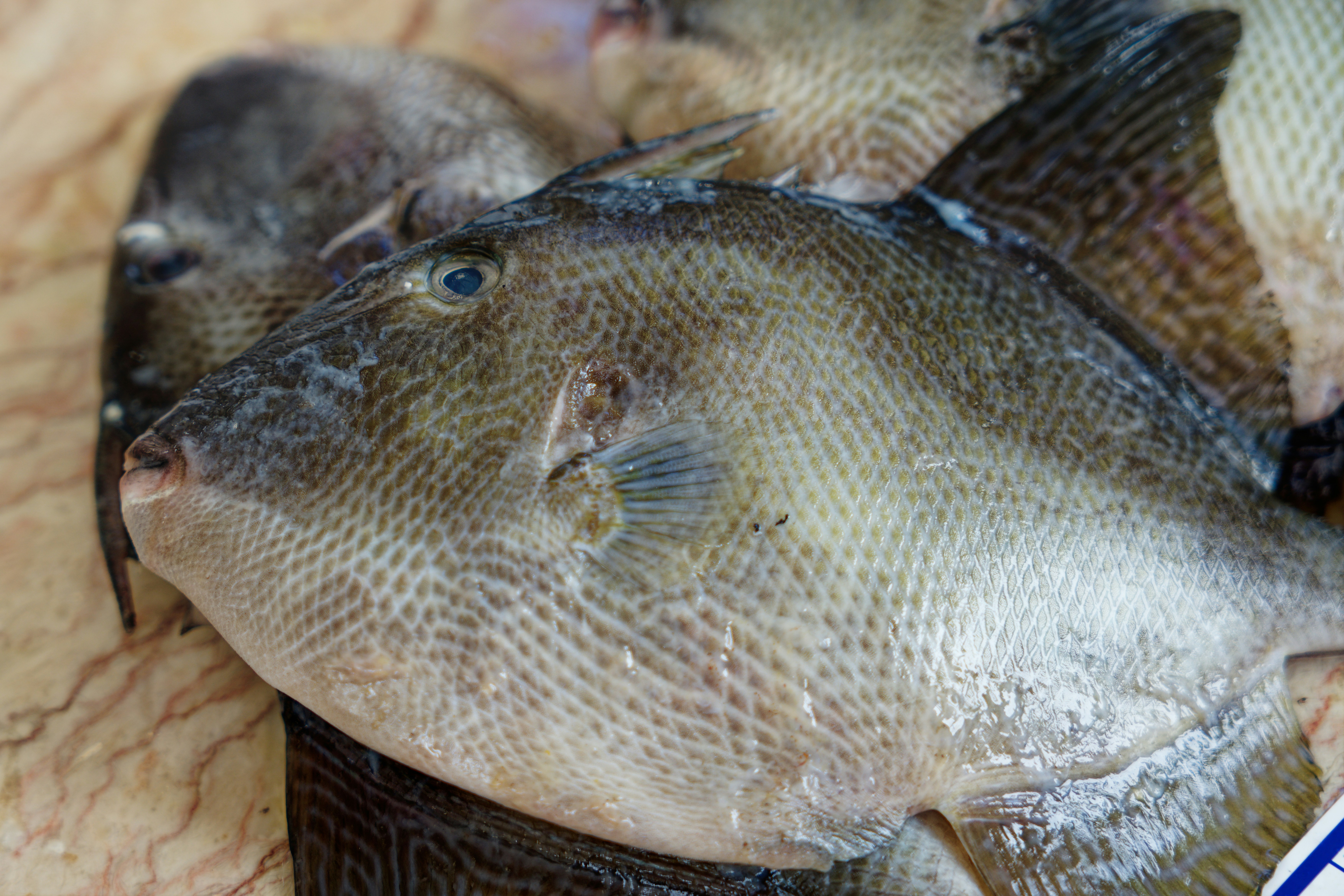 sekelompok ikan duduk di atas meja kayu