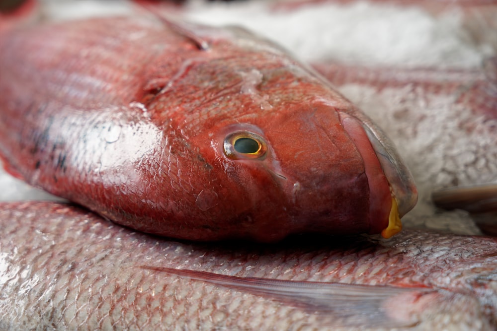 a group of fish laying on top of each other