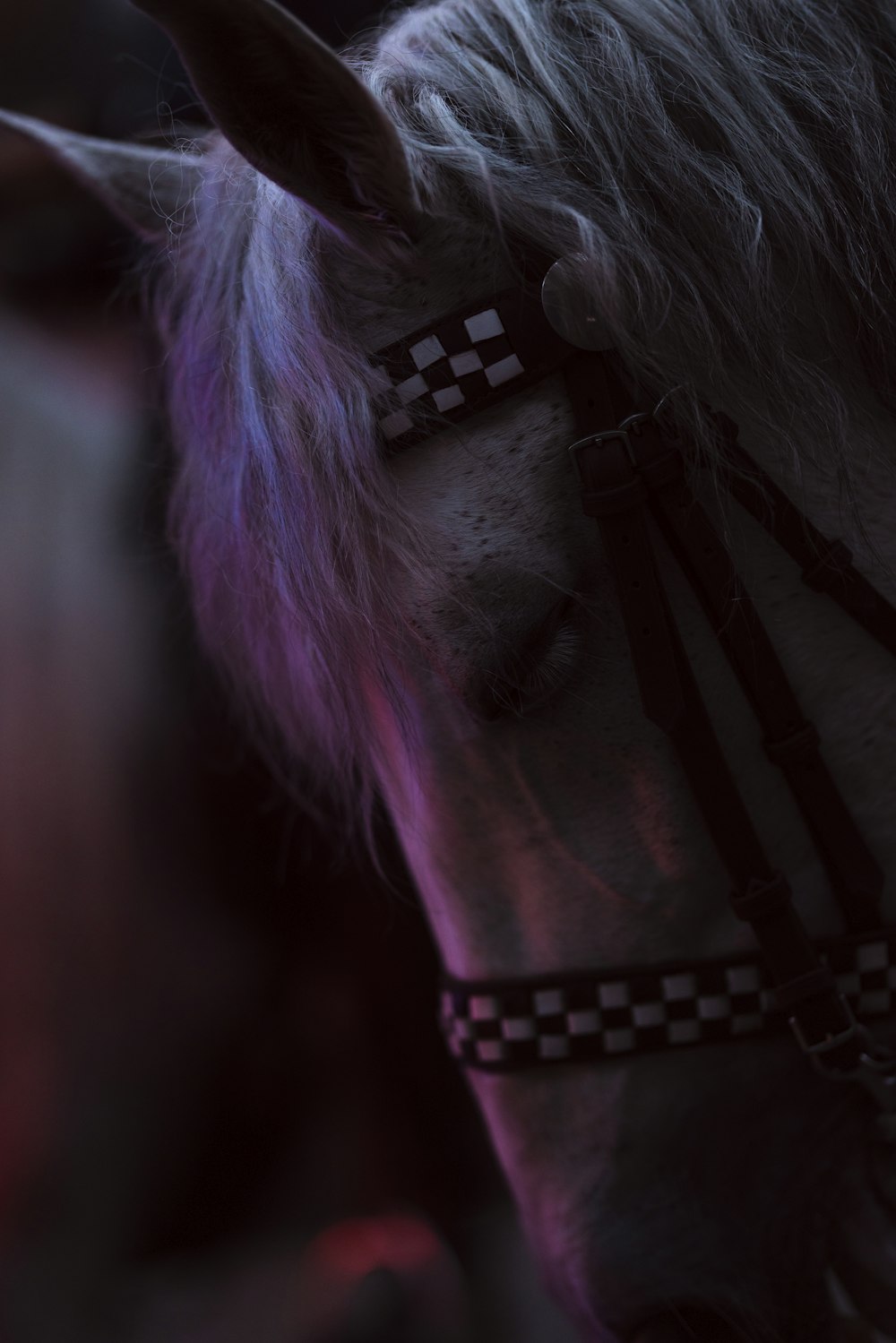 a close up of a horse wearing a harness