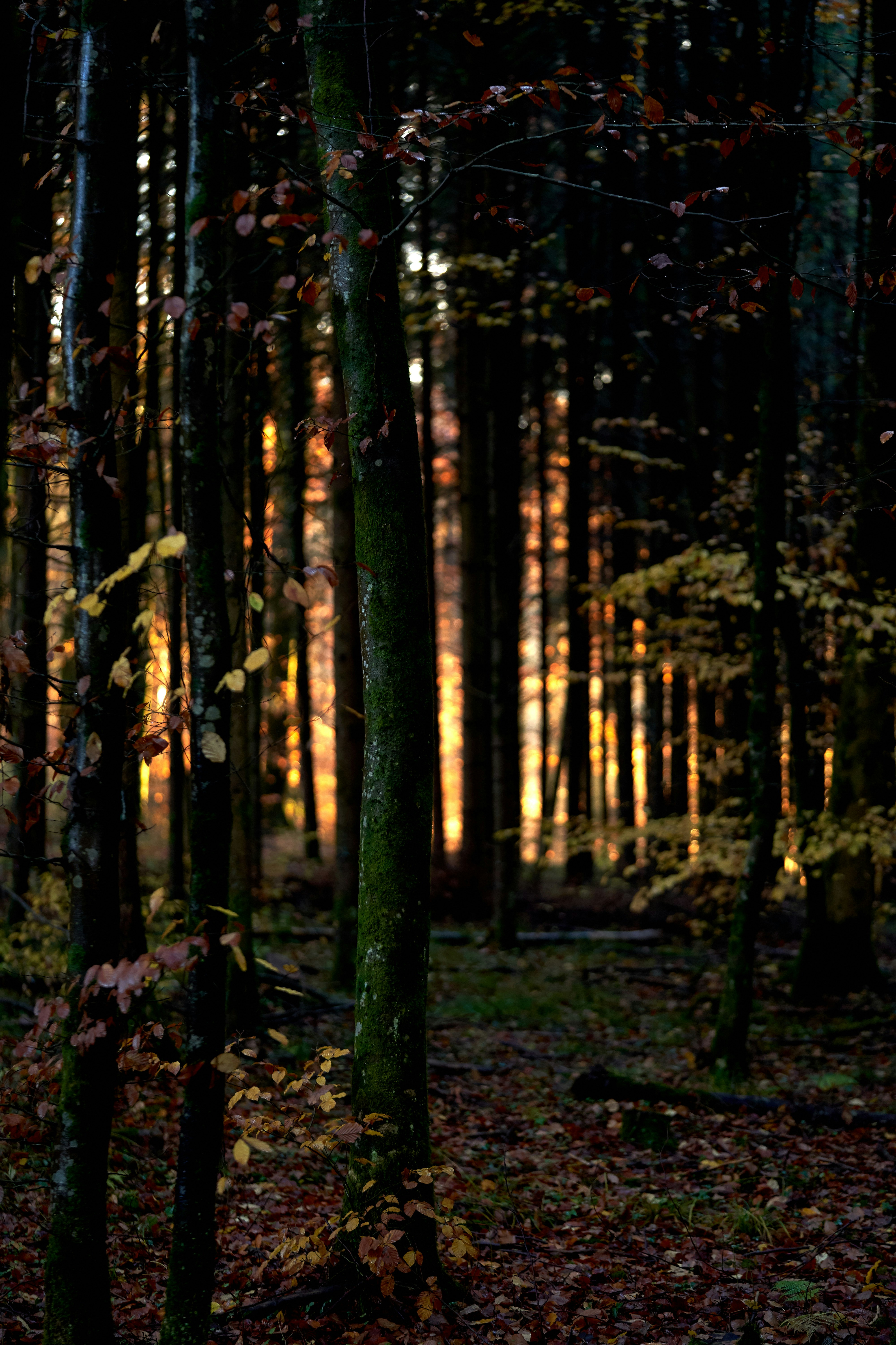 Photo by wolfgang_hasselmann