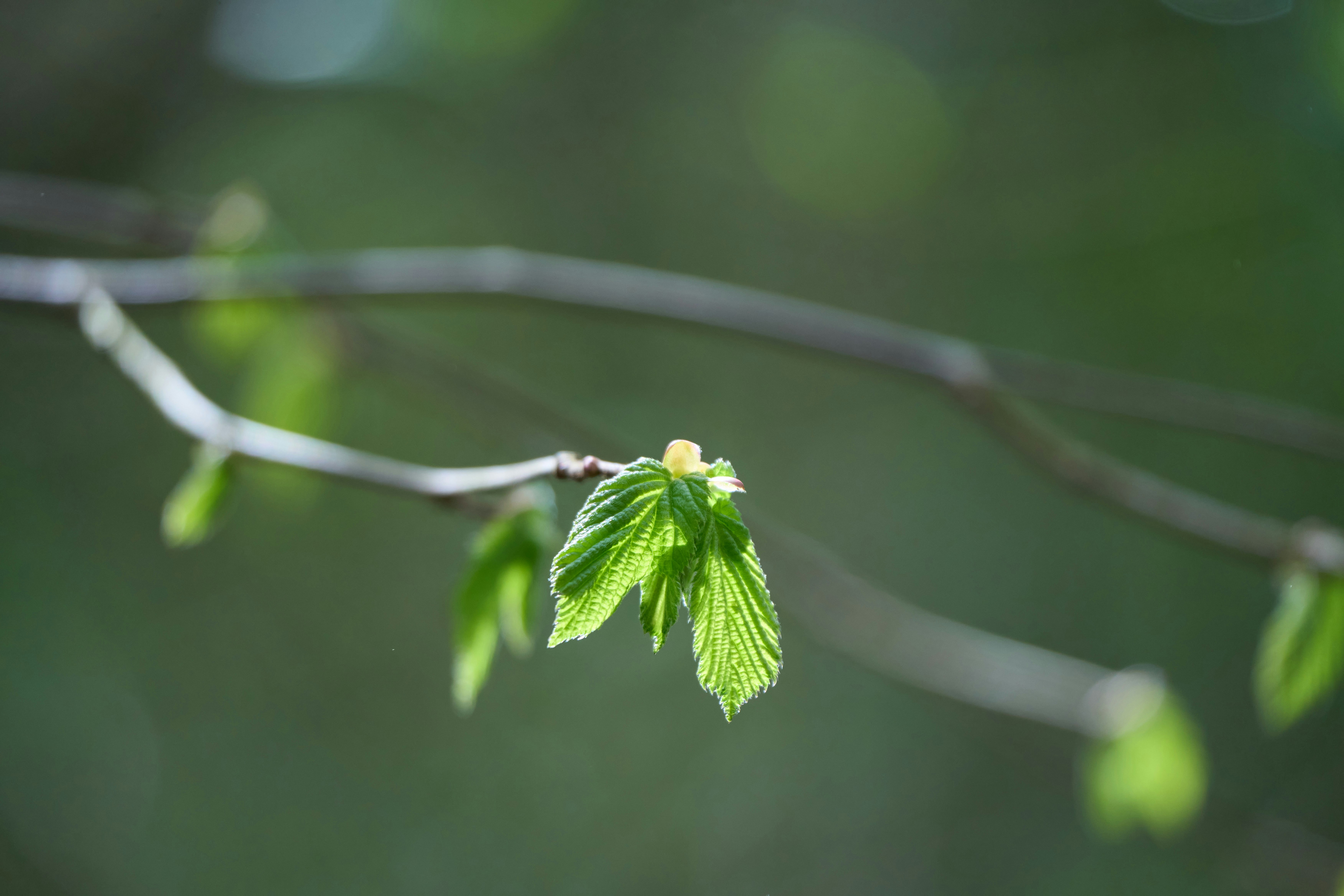 Photo by wolfgang_hasselmann