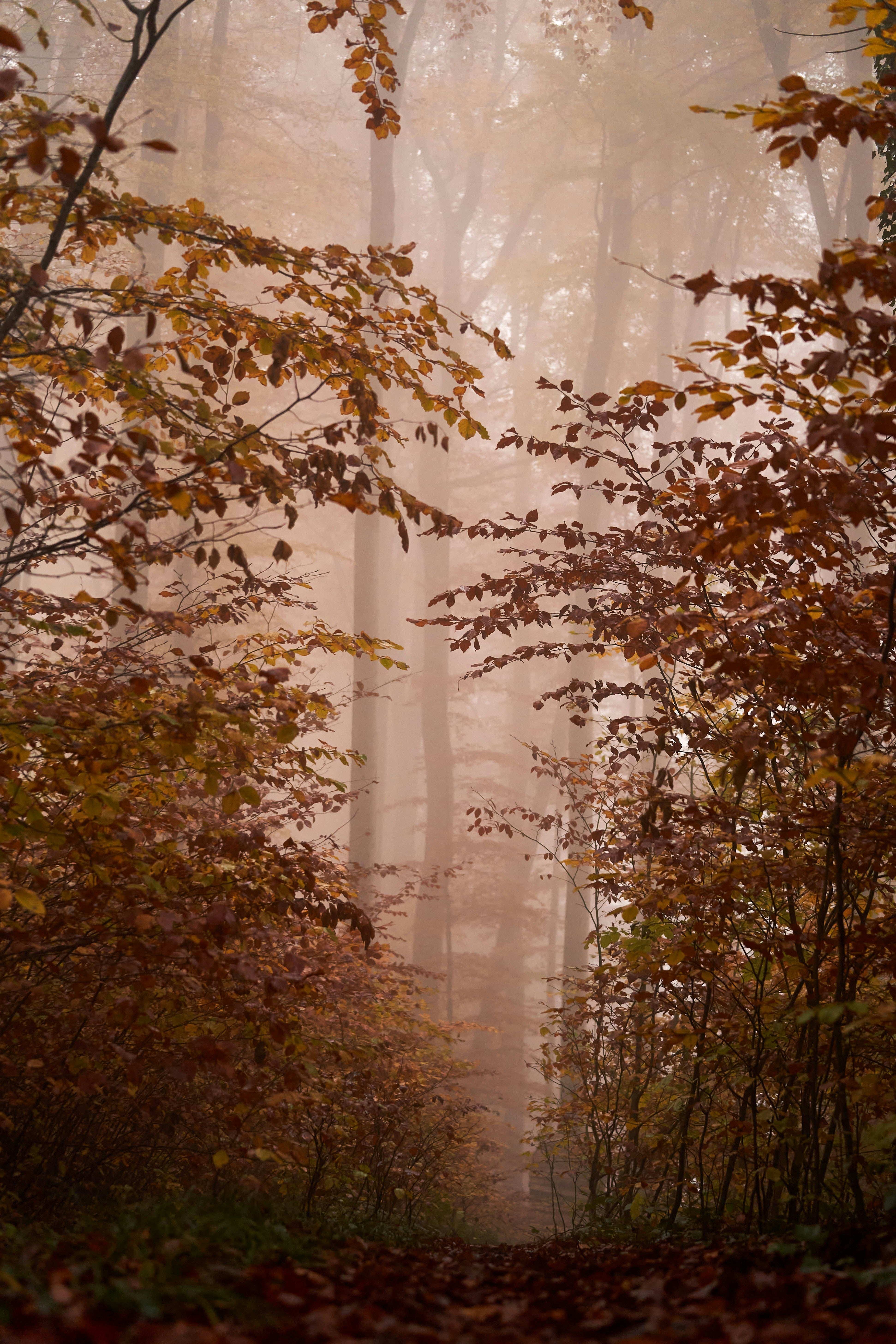 Photo by wolfgang_hasselmann