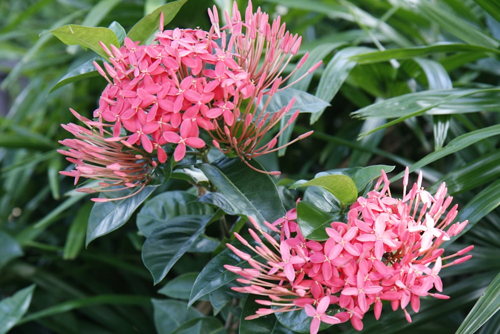 a pink flower with green leaves in the background