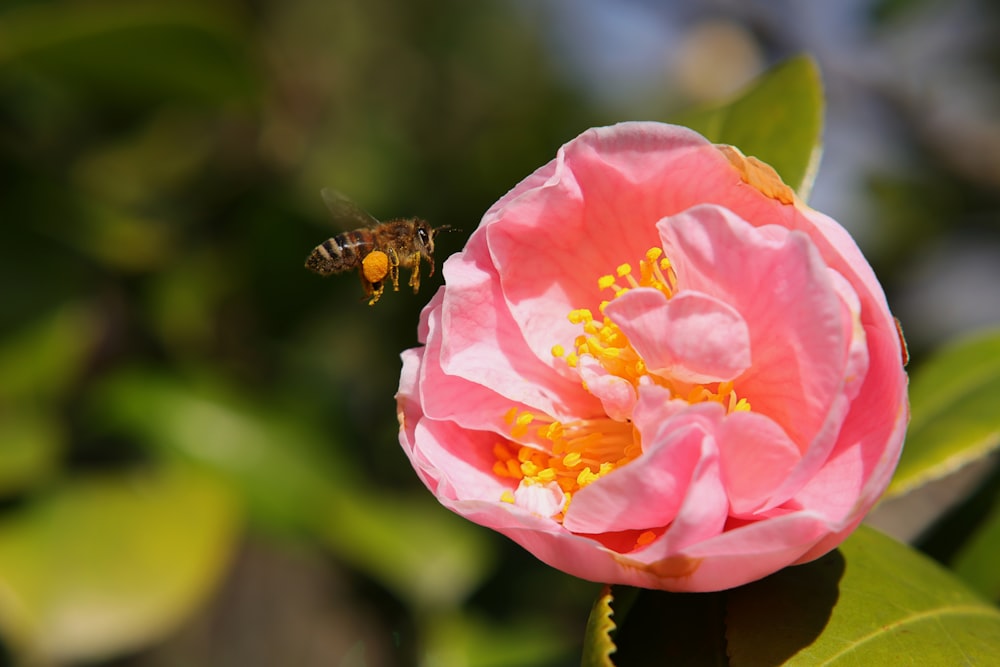 a pink flower with a bee on it