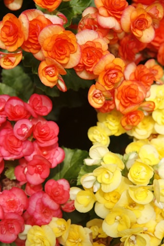 a close up of a bunch of flowers