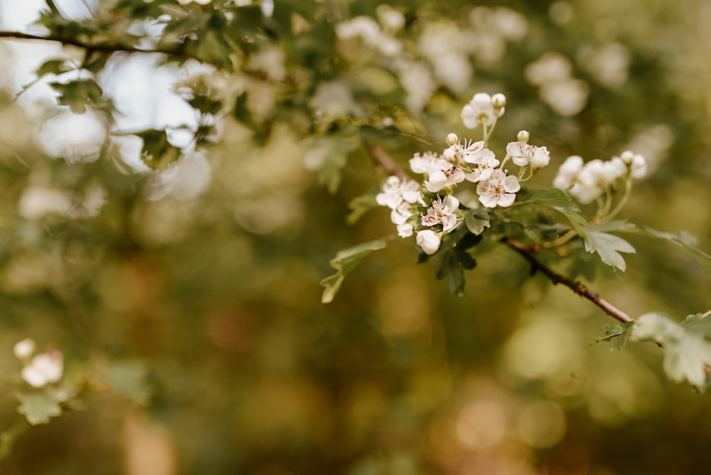 a branch of a tree with white flowers