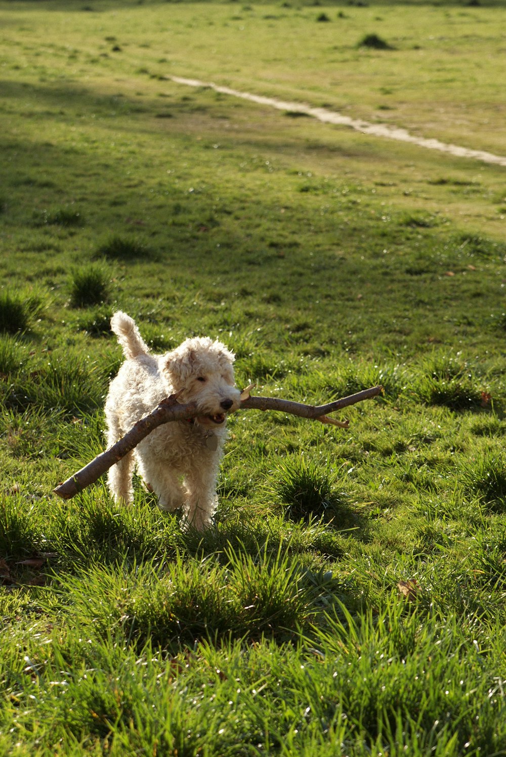 a small white dog carrying a stick in its mouth