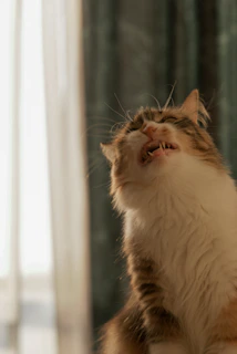 Veterinarian gently examining a cat’s teeth in a bright clinic room