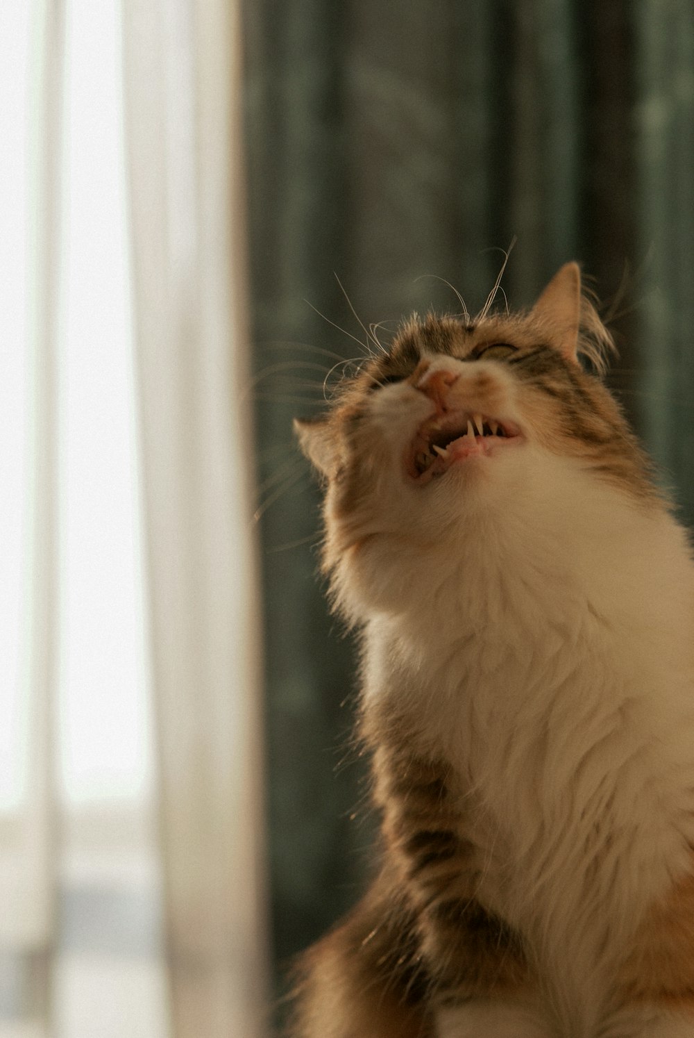 a cat that is sitting down and yawning