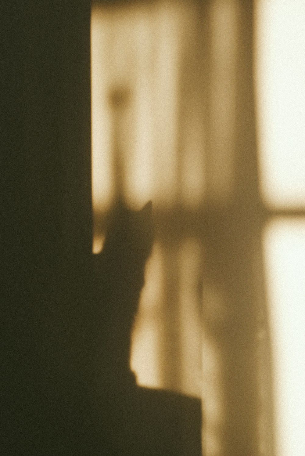Un gato sentado en el alféizar de una ventana mirando por la ventana