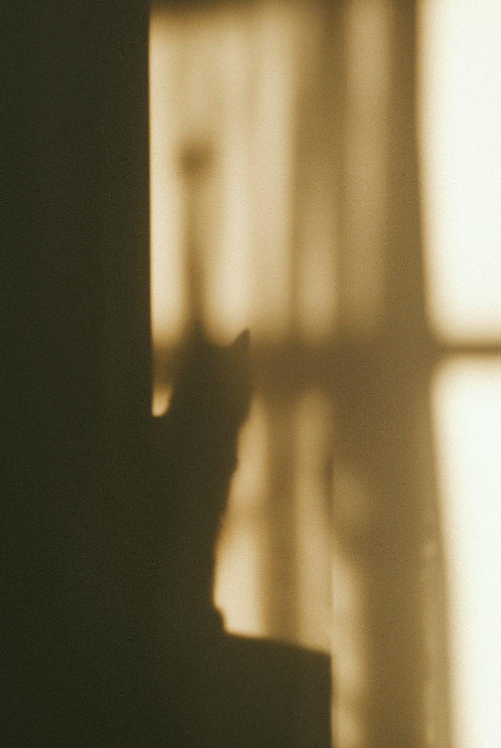 a cat sitting on a window sill looking out the window