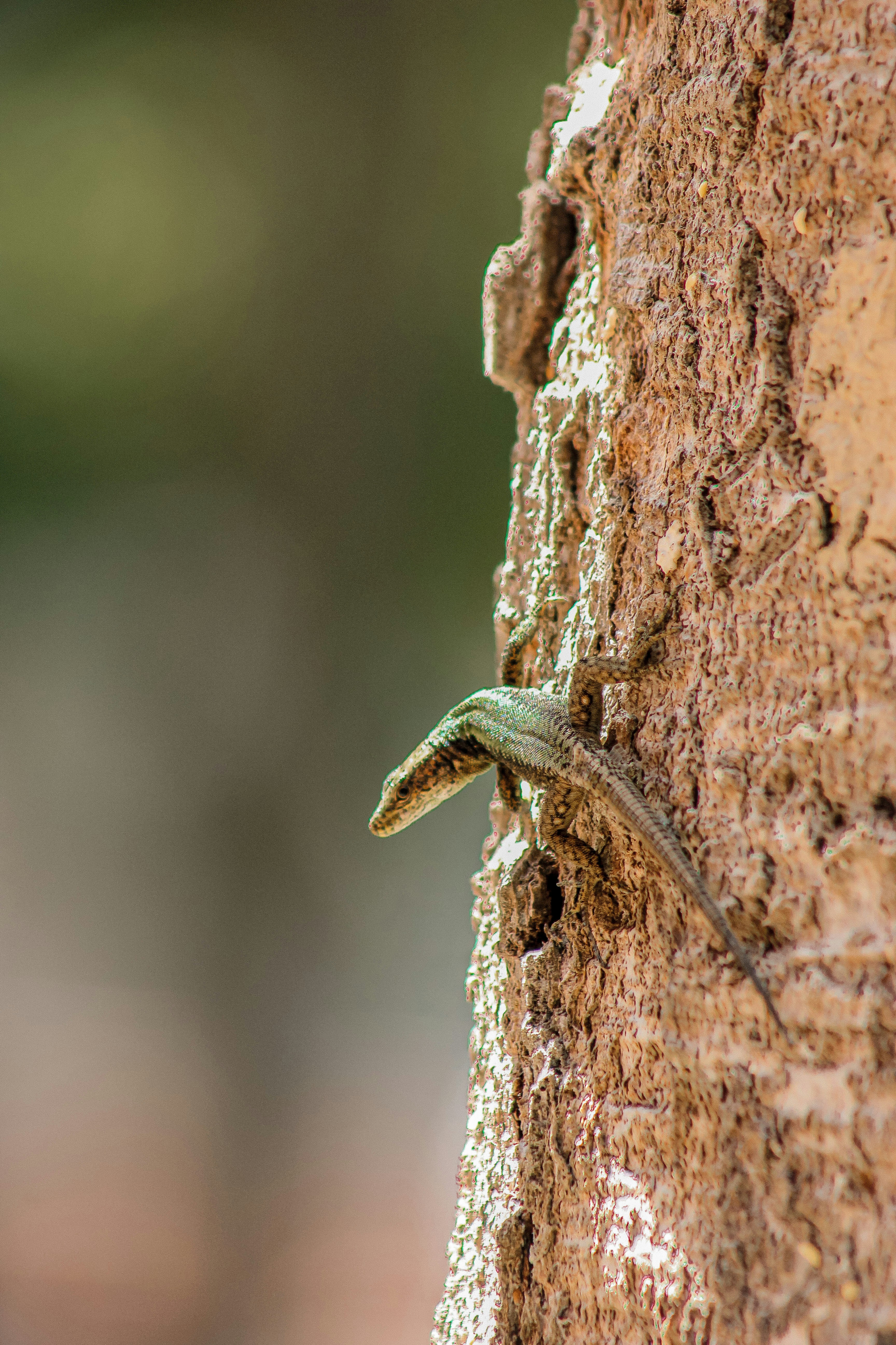 lizard