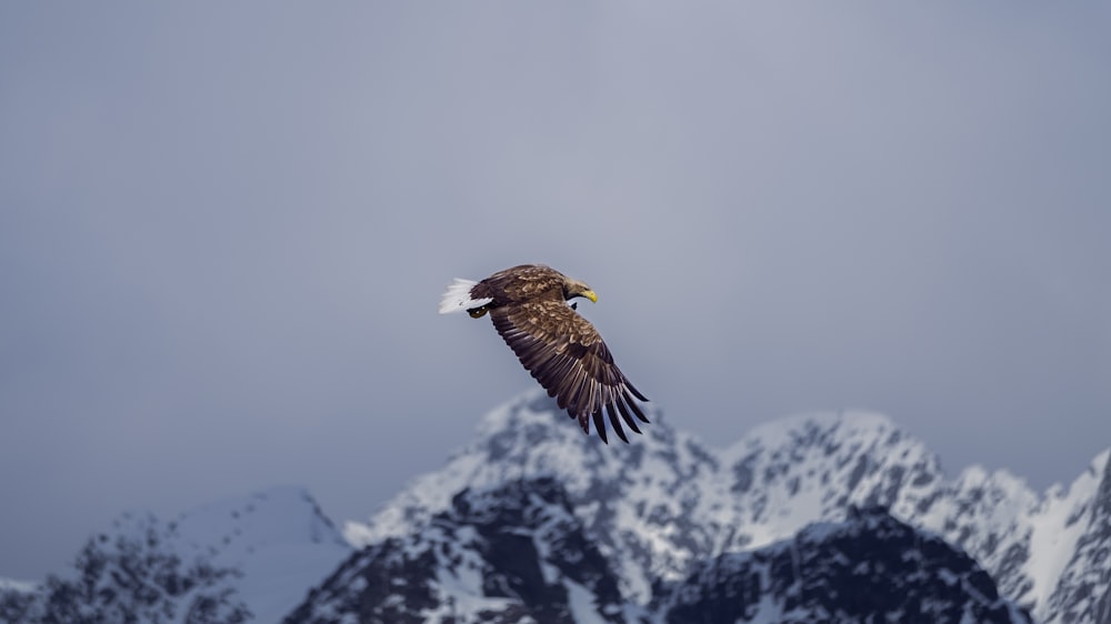 a bald eagle soaring over a snowy mountain range
