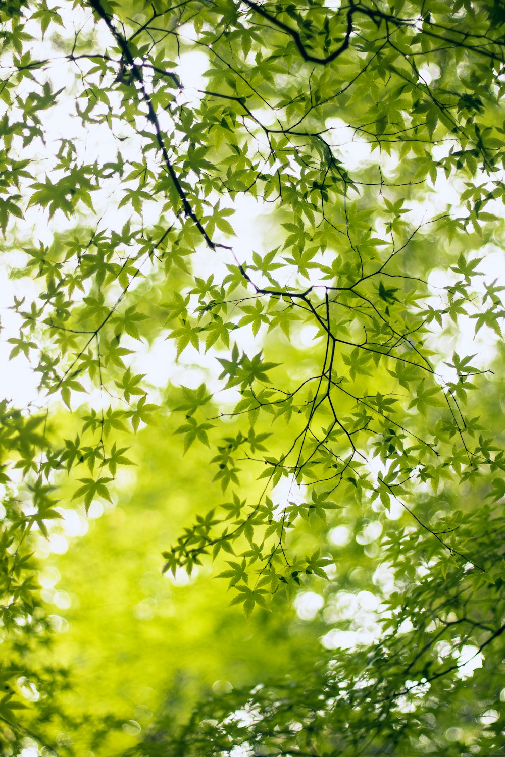 a tree branch with green leaves in the background