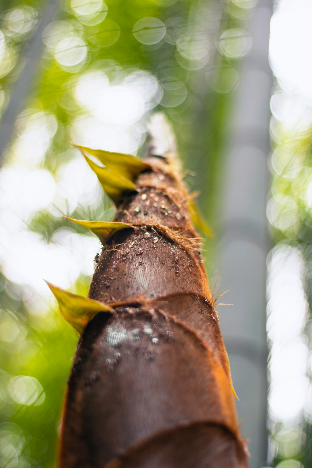 a close up of a tree trunk with leaves on it