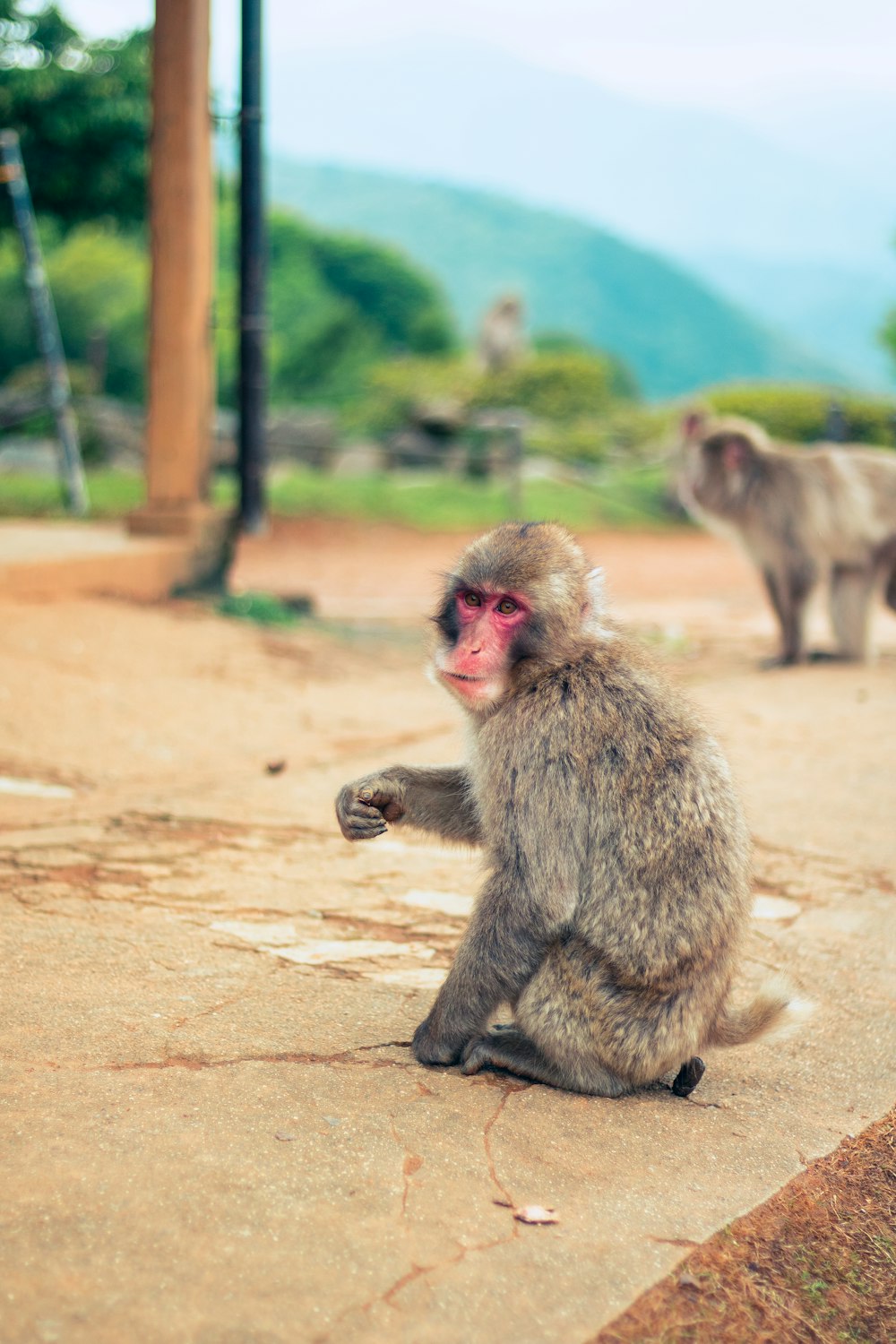 a monkey sitting on the ground next to another monkey