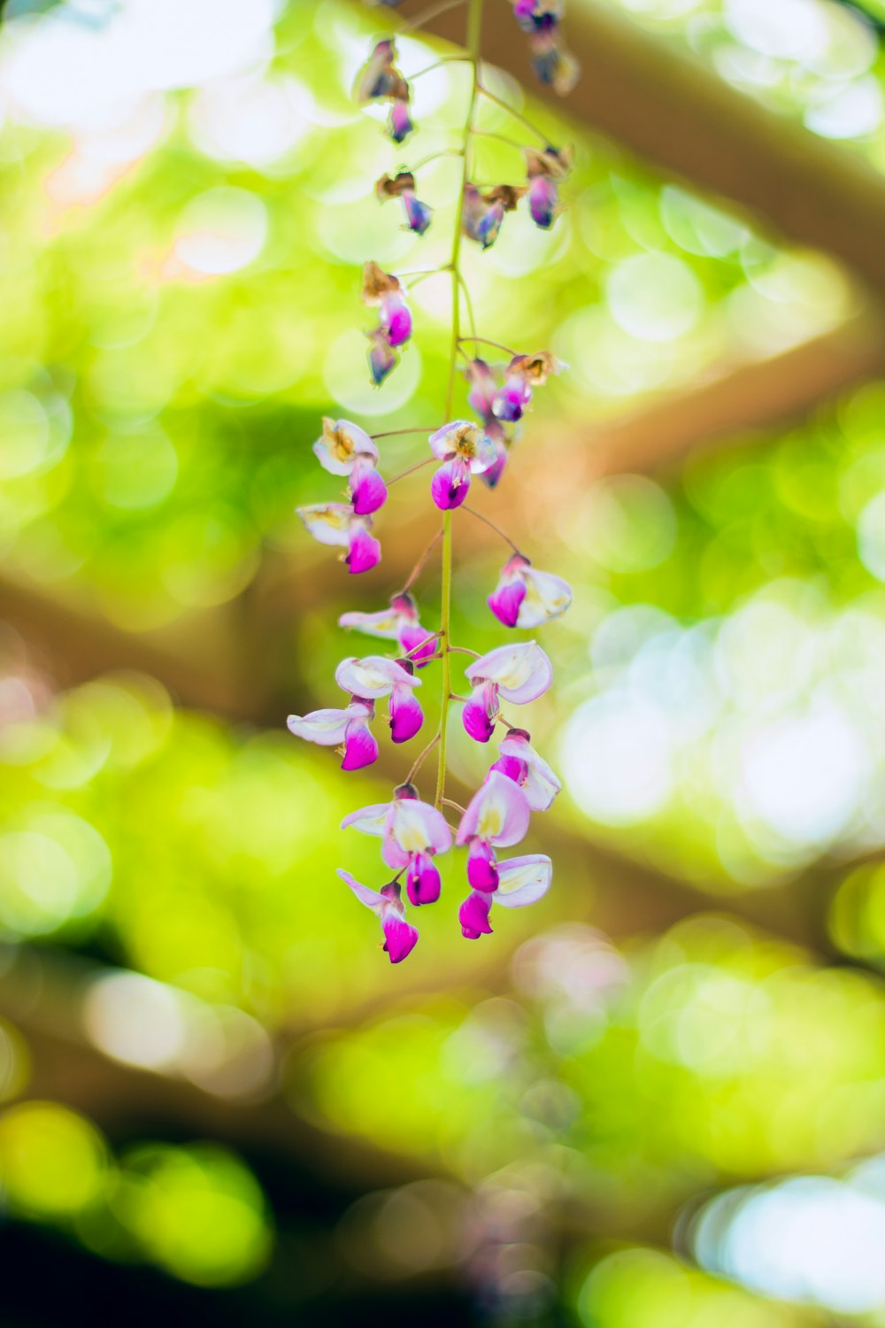 a bunch of purple flowers hanging from a tree