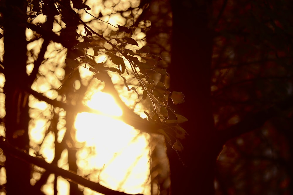 the sun shines through the branches of a tree