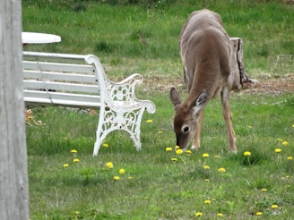 A young deer is grazing in a grassy area scattered with yellow dandelions. Nearby, a decorative white metal bench adds a touch of rustic charm. The scene is serene and natural, conveying a peaceful coexistence between nature and man-made objects.